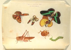 Insectos de Unknown artist