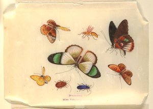 Insectos de Unknown artist