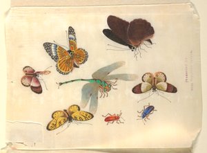 Insectos de Unknown artist
