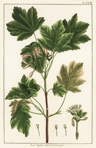 Arce italiano, Acer opalus de Unknown artist