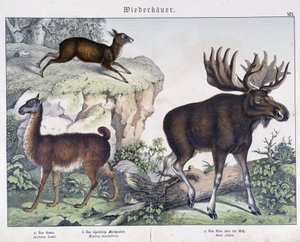 Llama, alce (alce) - en "Natural Histories of Mammals", ed. Schreiber de Unknown artist