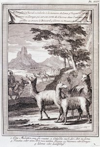Llamas de Perú - en “Viaje Histórico de América del Sur hecho por Orden del Rey de España por Don Jorge Juan y Don Antonio de Ulloa”, T.1, en C.A. Jombert, Librería del Rey, París