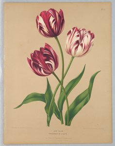 Tulipanes tardíos / Bybloemen o violetas de Unknown artist