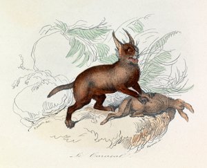 El caracal (Felis caracal) es un mamífero cuadrúpedo de la familia de los félidos.