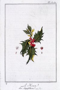 El acebo (Ilex Aquifolium) - en “Ejercicios de botánica para el uso de los comerciantes”, escrito por J.C. Philibert, Imprimerie de Crapelet, París de Unknown artist