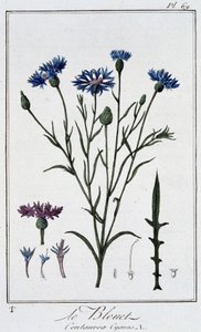 El aciano (Centaurea Cyanus) - en “Ejercicios de botánica para el uso de los comerciantes”, escrito por J.C. Philibert, Imprimerie de Crapelet, París de Unknown artist