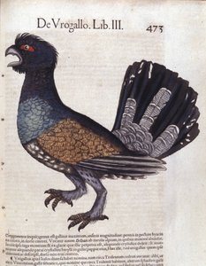 El urogallo (o gran gallo de haya) en Historia Animalium de Conrad Gesner (1516 - 1565), Tiguri de Unknown artist