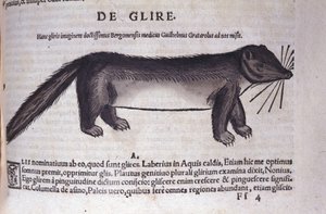 El lirón en Historia Animalium por Conrad Gesner (1516 - 1565), Tiguri de Unknown artist