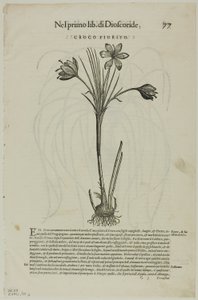 Hoja de Discorsi de Petrus Andreas Matthiolus, lámina 99 de Xilografías de libros del siglo XVI de Unknown artist