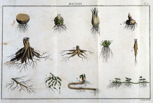 Las raíces: en “Flora Françoise, o una breve descripción de todas las plantas que crecen naturalmente en Francia, dispuestas según un nuevo método de análisis al que adjuntamos la cita de sus virtudes menos equívocas en medicina y su utilidad en las artes” de Unknown artist