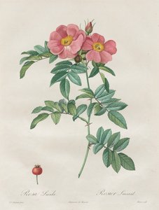 Las rosas: Rosa Lucida de Unknown artist