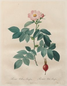 Las rosas: Rosa villosa, pomifera de Unknown artist
