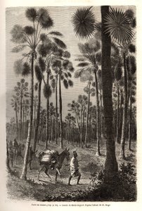 La caravana del Teniente Mage progresa hacia el Níger y cruza un bosque de palmeras gigantes en la provincia de Damfa, Mali. Grabado para ilustrar el viaje al Sudán Occidental del Teniente (Marina) M.Mage, en 1863-1866, publicado en 