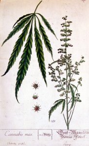 Planta de cannabis macho. Grabado del siglo XIX. de Unknown artist