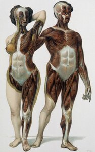 Hombre y mujer desollados: músculos - libro de medicina, finales del siglo XIX