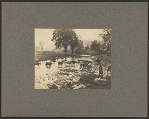 [Hombre con vacas en un arroyo] de Unknown artist