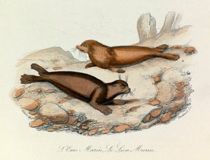 Oso y león marinos clasificados según la nomenclatura de Linneene y la clasificación de Cuvier (grabado) de Unknown artist