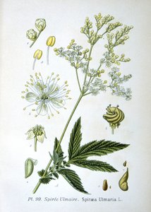 Reina de los prados de Unknown artist