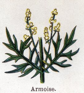 Plantas botánicas medicinales y alimenticias: ajenjo. Grabado en "La medicación natural" de Friedrich Eduard Bilz (1842-1922)