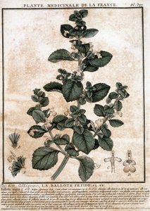Planta medicinal de Francia: la belota fétida de Unknown artist