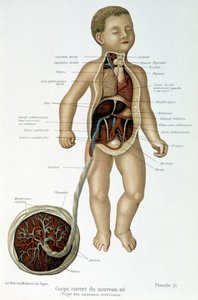 Medicina: recién nacido (desollado en el busto) de Unknown artist