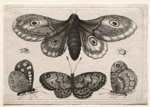 Moscas y gusanos de escarabajo de varias formas y formas: una polilla, tres mariposas y dos escarabajos de Unknown artist