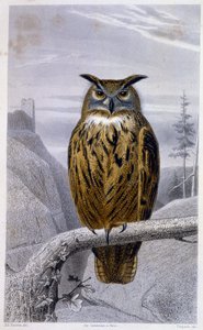 Placa de Historia Natural: Búho: El Gran Duque - en “Obras de Buffon”, T.5, ed. Fume Jouvet & Cie de Unknown artist