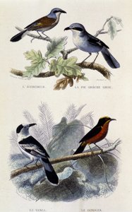 Lámina de historia natural: Aves: El ecorcheur, la urraca gris, el vanga y el gonolek - en “Obras de Buffon”, T.5, ed. Smoking Jouvet & Cie de Unknown artist