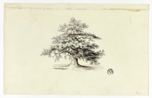 Roble