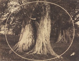 Oak Trees in a Graveyard de Unknown artist