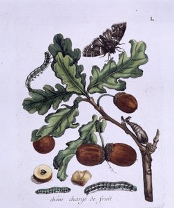 Fruto del roble: bellotas, mariposas y orugas de Unknown artist
