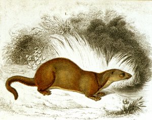 Nutria (grabado en color del siglo XIX)