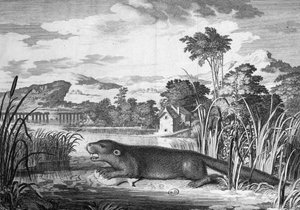Nutria - grabado