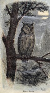Búho de Unknown artist