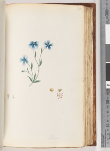Página 100. Linum de Unknown artist
