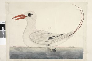 Página 100. Phaeton Red, Ave tropical de cola roja Phaethon rubricauda, 1791-92 de Unknown artist
