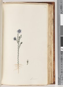 Página 102. Linum de Unknown artist