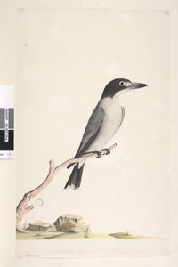 Página 10. Vanga. tamaño natural. Pájaro carnicero gris Cracticus torquatis macho, 1791-92