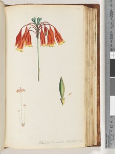 Página 111. Blandfordia nobilis Exot. Bot. t. 4. Campana de Navidad de Unknown artist