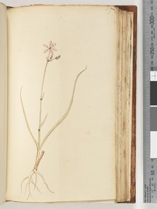 Página 119. Sin inscripción, dibujo inacabado, planta no identificada