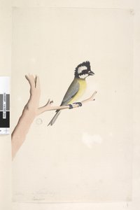 Página 11. Lanius. tamaño natural. Tit cresta Falcunculus frontatus, 1791-92