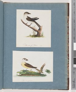 Página 121. Pájaro no identificado. 122. Pájaro no identificado