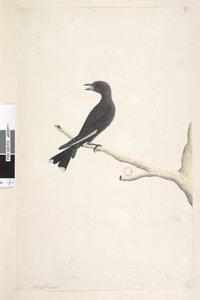 Página 12. Ocypterus. sobre el título en una mano diferente abril, tamaño natural Madera Oscura, Golondrina Artamus cyanopterus