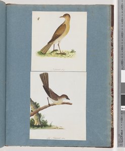 Página 131. Pájaro no identificado. 132. Pájaro no identificado