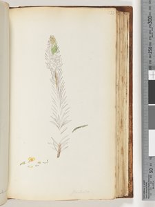 Página 133. Floribunda dibujo inacabado