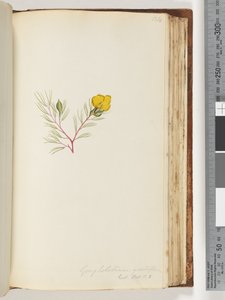 Página 134. Gompholobium grandiflorum / Exot. Bot. t. 5