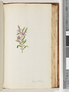 Página 135. Eriostemon
