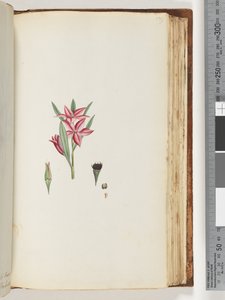 Página 139. Planta con flores sin nombre