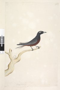 Página 13. Ocypterus. sobre el título en diferente mano Diciembre. Tamaño natural Golondrina de Madera Blanca, Artamus superciliosus, macho, 1791-92 de Unknown artist