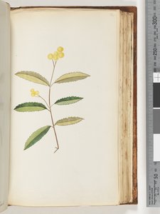Página 140. Flor no identificada, octubre de 1794 de Unknown artist